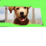 Funky dogs