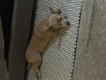 I love dogs so much :)
