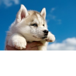 TEH PUPPY NATION