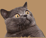 Cats-O-Gaming
