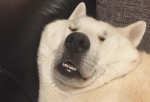 상어와악어의 팬클럽