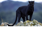 The Jaguars...