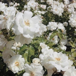 ღ flowerss ღ