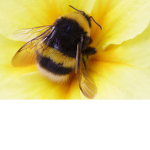 Save the bees community!!!