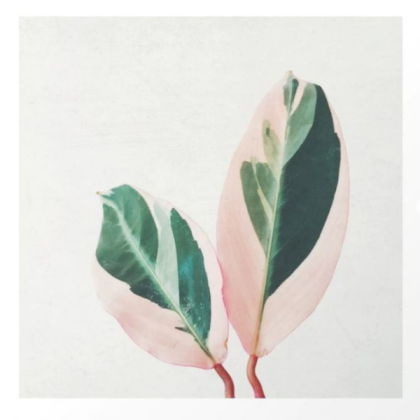 pink leaves Roblox decal