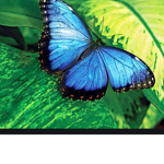Butterfly army/Butterfly squad