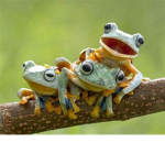 Frogs Coffee Shop and Outfits