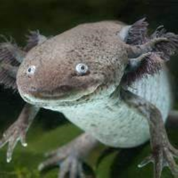 Axolotl training obby Have fun :)