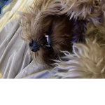 Bella the dog chill group