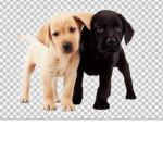 Video Dogs Nation!!!