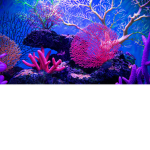 Corals Cafe