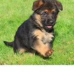 the dogs 101
