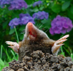 Mole Land