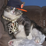 Gangster cats.