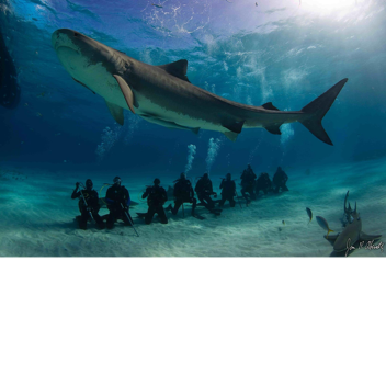 sea animals alive and dead