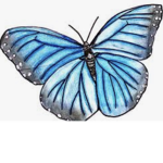 Xcocobutterfly