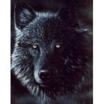 Darkwolfpa