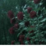 .|starclan’paw |.
