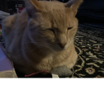 The fluffy buff tabbys