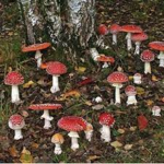 Mushroom :]