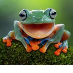 Diego the frog Club