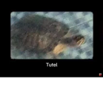 The turtel bois