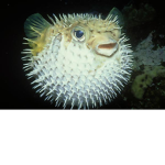Cult Of Fish