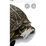 Grandpa turtle