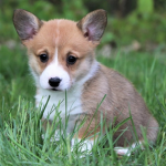 My little corgis