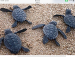 Baby turtle love