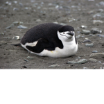 The Penguin Corps.