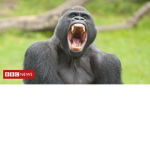 GORILLA ARMY