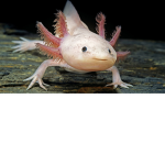 Axolotl Bacons