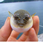 pufferfish group