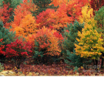 Maple Leaf Forest Stables