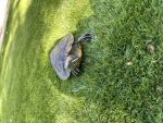 The Hero turtles Team