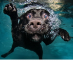 Dog water