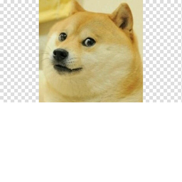 ~Doge Land~