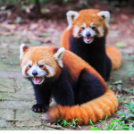 Ant and Redpanda army