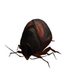 ROACH GANG YUH