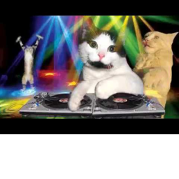 Club cats!