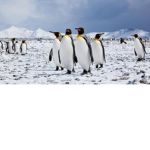 #Team Penguin Boiiiii :D
