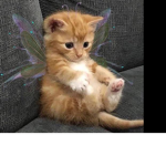 Fairy Kitty! <3