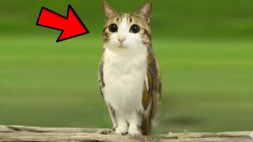 Secret Meowl Line!