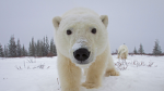 Polar Bear Clubhouse