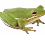 Team Froggo