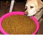 The Puppies who are hungry!