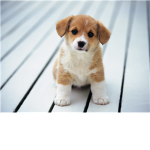 Puppy ###### ######## FAN GROUP)