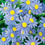 Asra s daisys