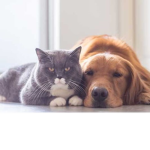 dogos and kittys (dogo friend club but with cats!)